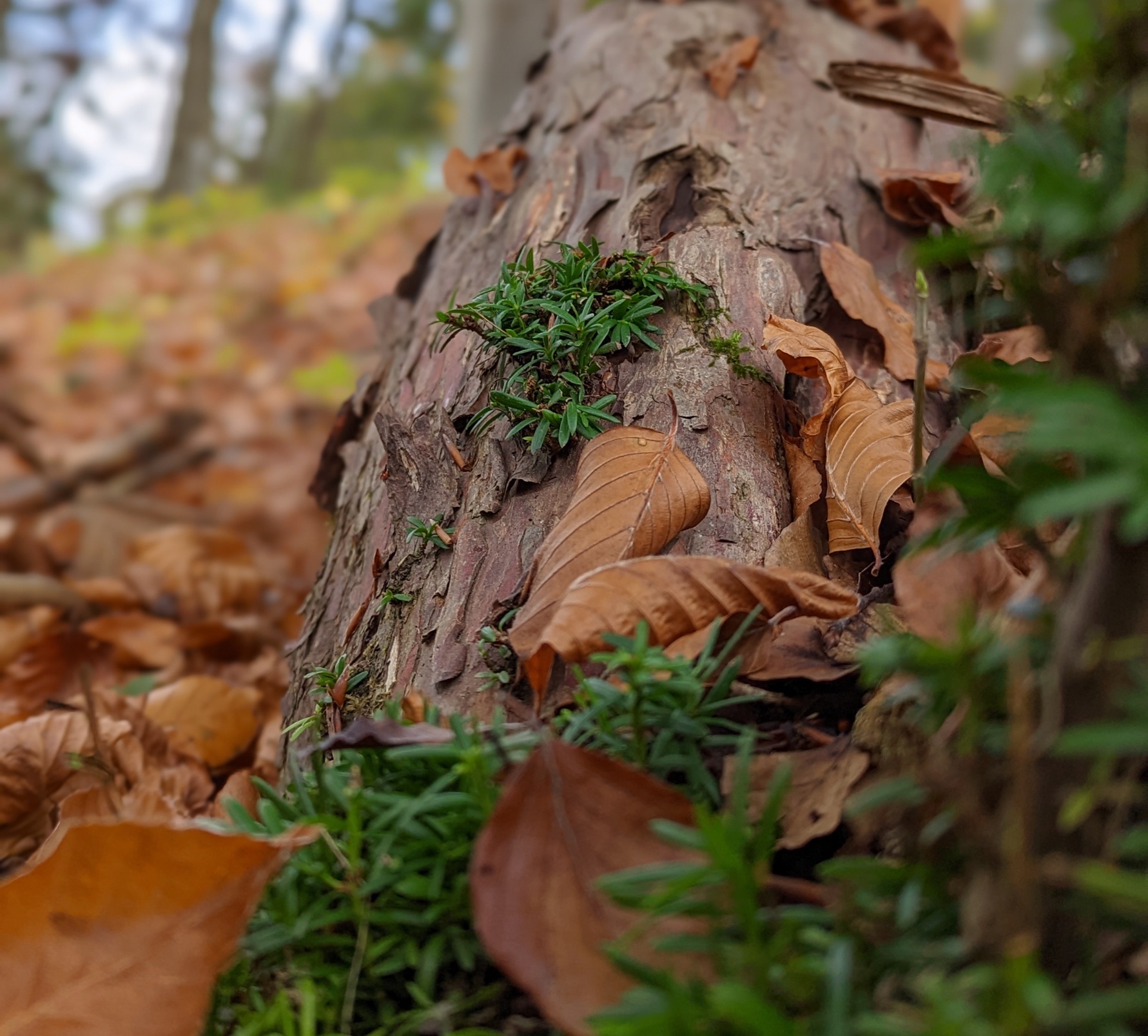 Eibenstamm im Wald