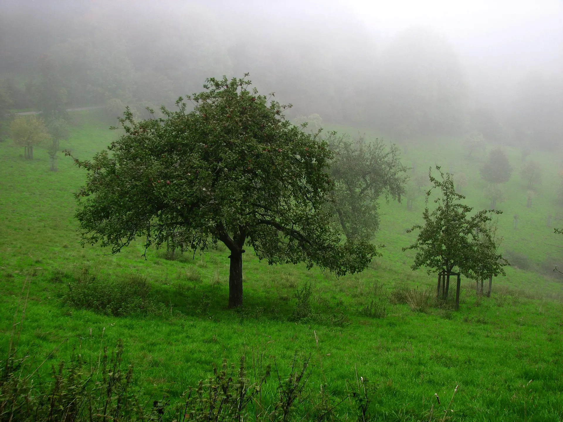 Obstbaumwiese